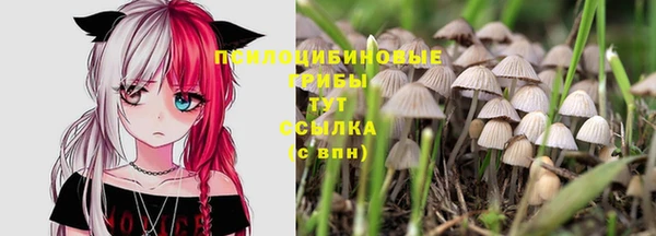 индика Абаза