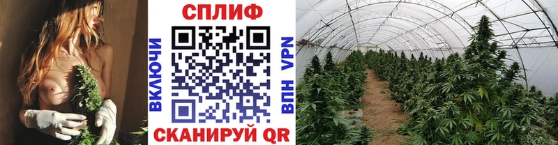 Марихуана Ganja купить наркоту Тольятти